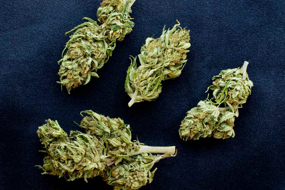 Different strains of cannabis buds kept together