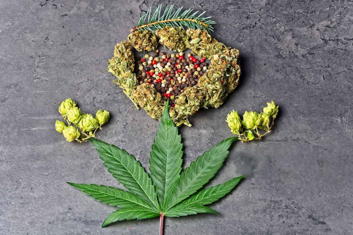 Different terpene profiles of cannabis, ready to be mixed for a high-flavor experience
