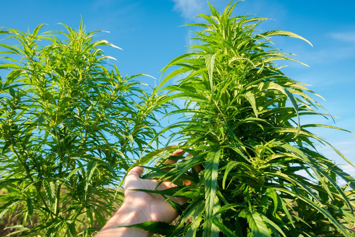 Sativa and hybrid strain cannabis plants are grown in the field