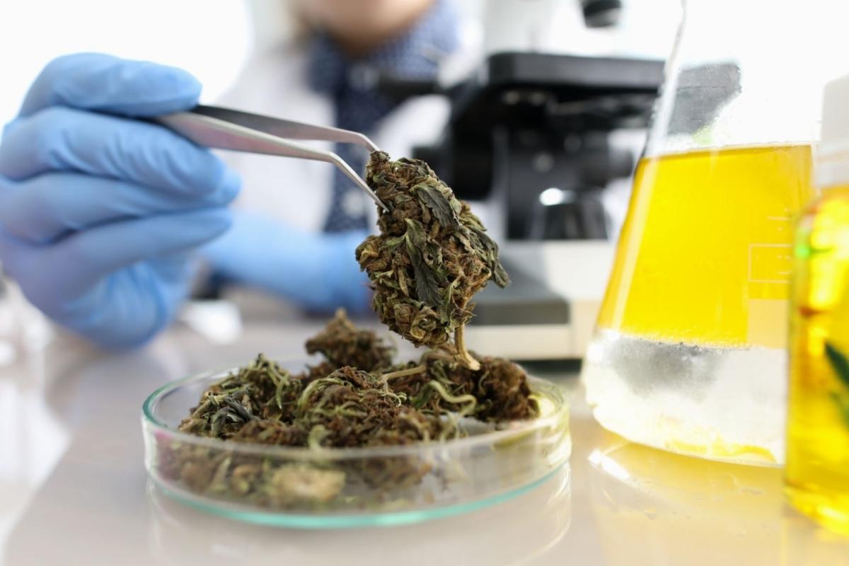 A cannabis flower is being tested by a scientist for THCA content