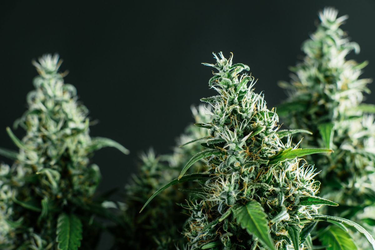 A collection of Snow Cap cannabis plants is shown in the image