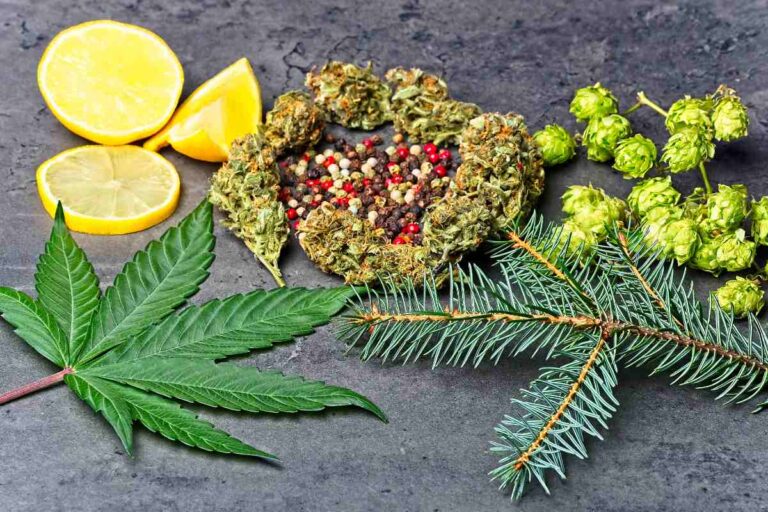 A collection of different cannabis terpenes is shown in the image
