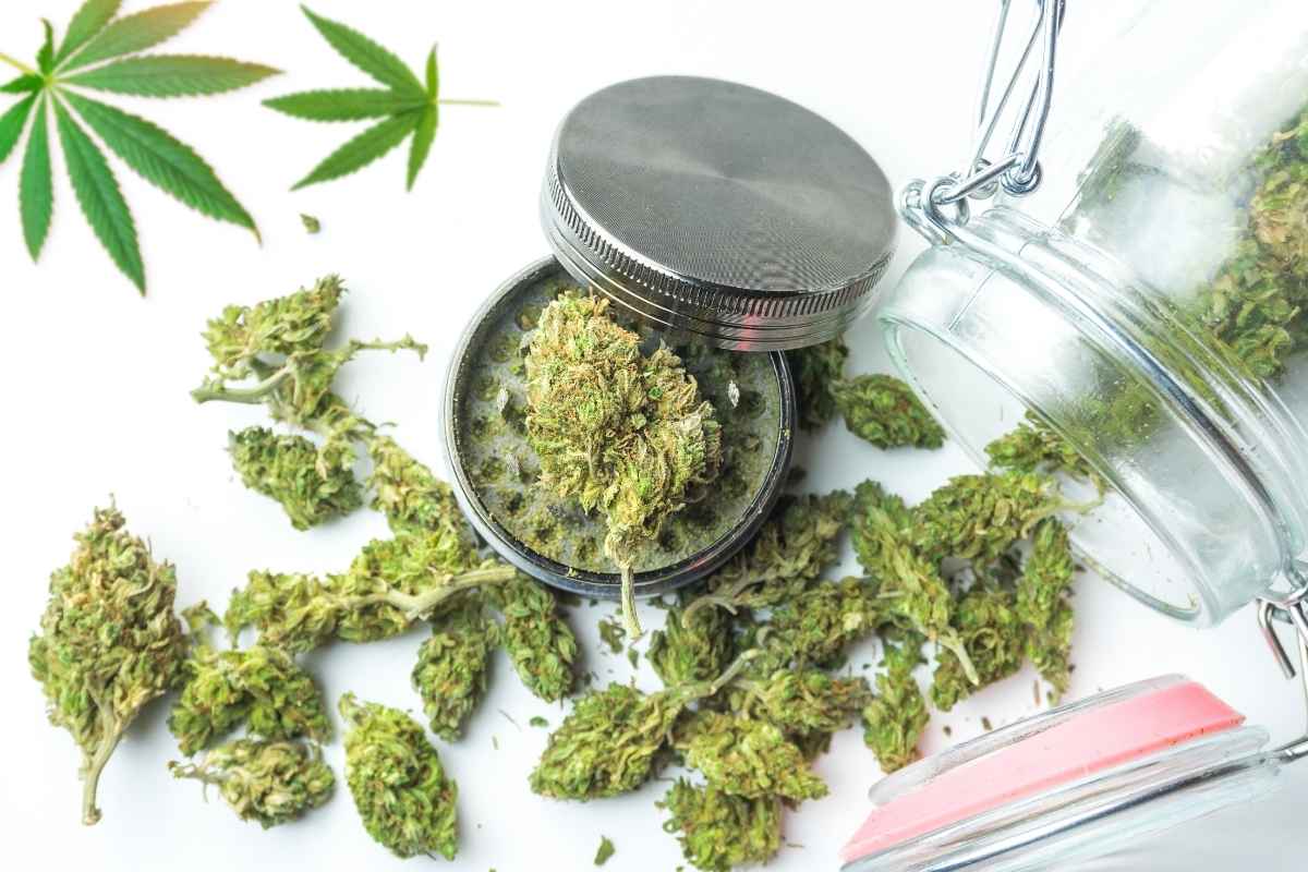 A collection of high-quality THCA-infused cannabis flowers is kept together