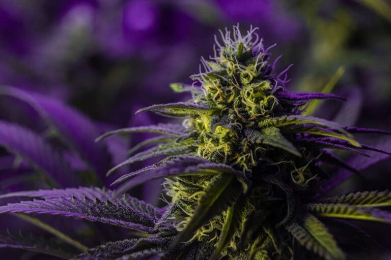 What is Considered a High THCa? Understanding Potency Levels