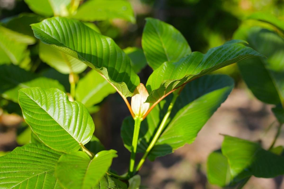 A high-quality kratom plant with a good amount of 7-Hydroxymitragynine