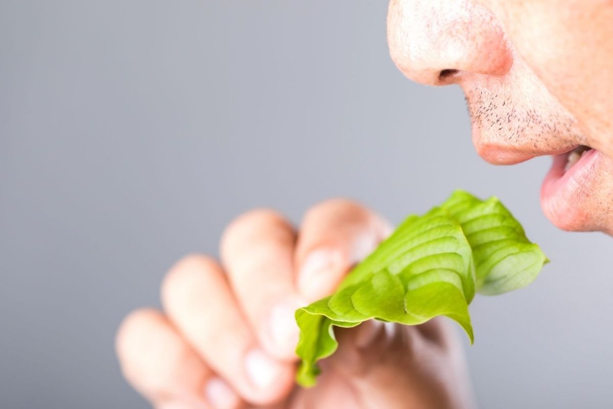 A person is consuming raw kratom leaves for medical purposes