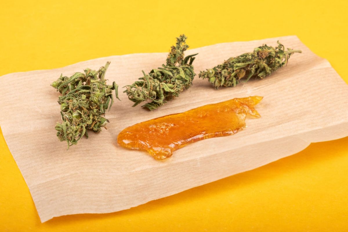 A piece of cured resin shatter with some cannabis buds placed on paper