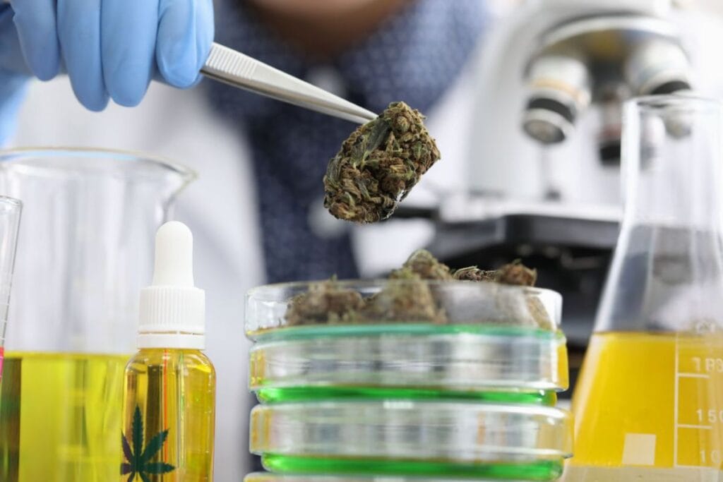 A scientist is testing Delta 8 buds for THC content