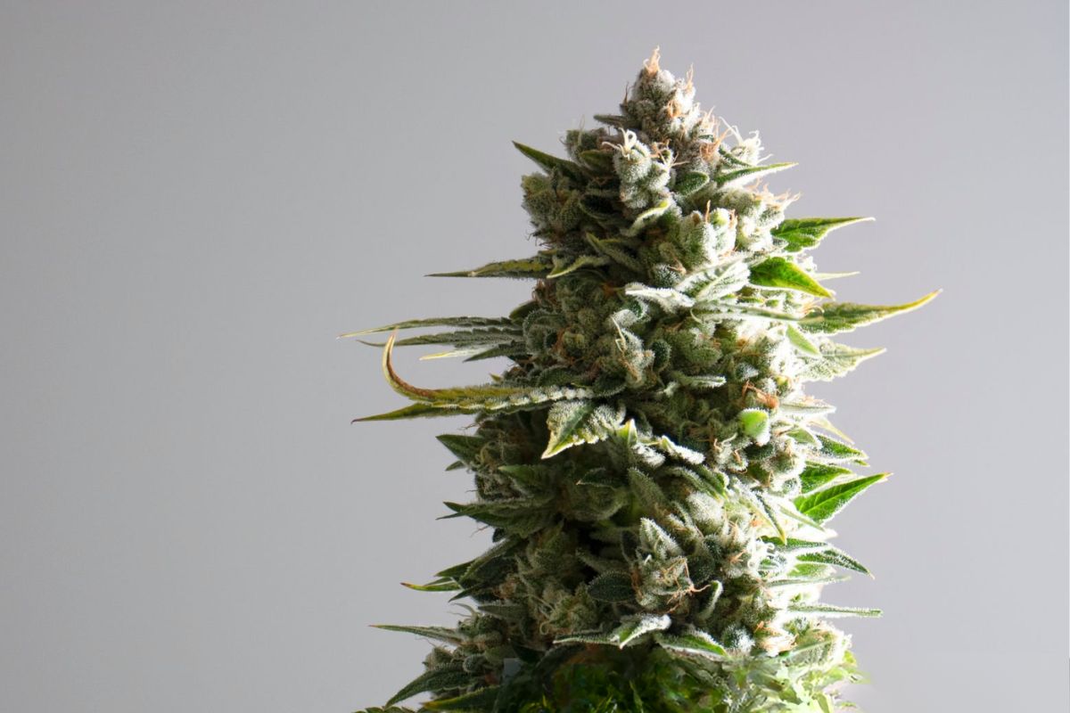 A snow cap cannabis plant shown in the image