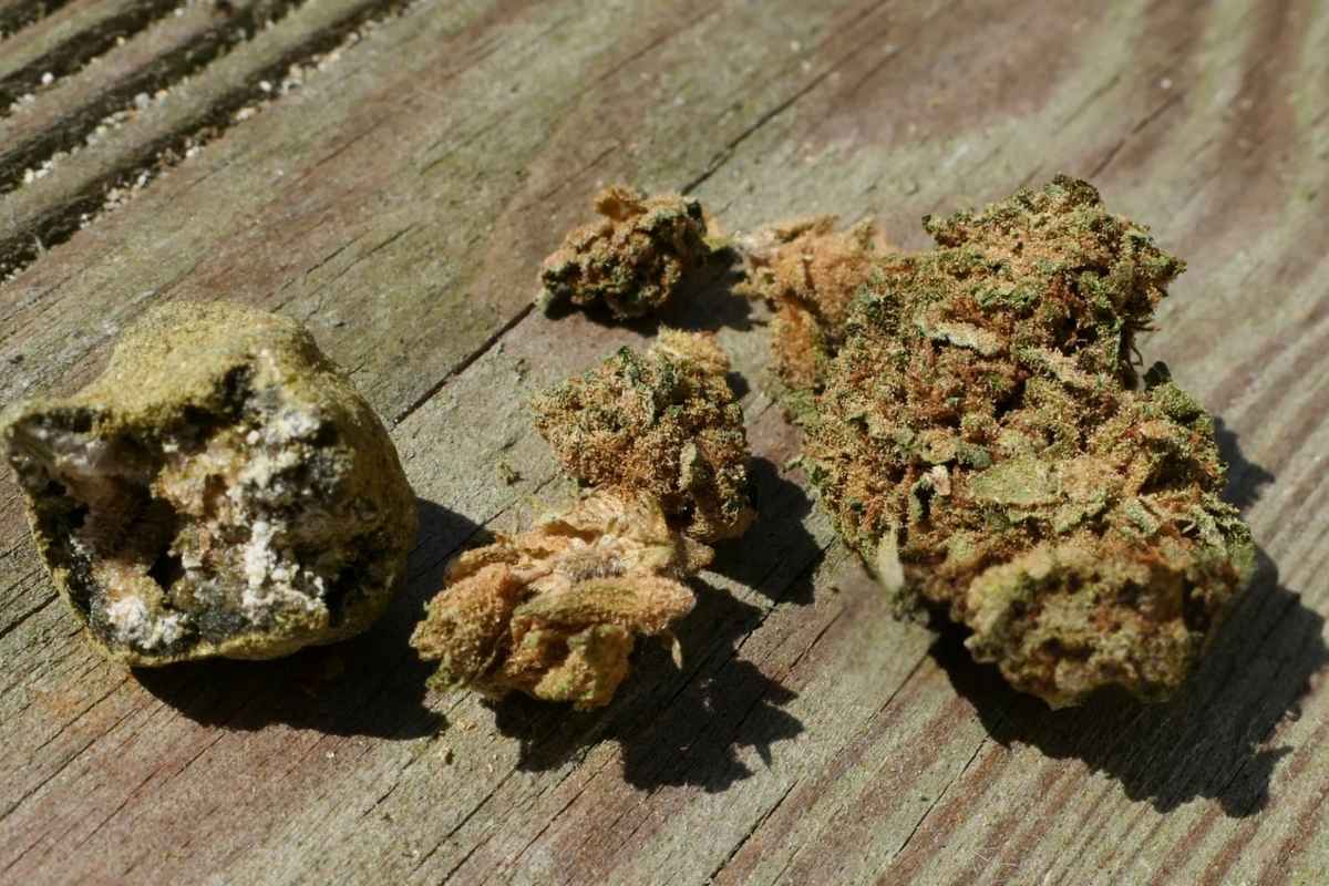 The image shows moon rock weed on the left side along with some cannabis flower